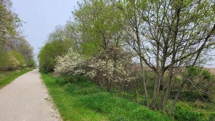 Wall Mural - Hiking in nature in Wisconsin, early spring.