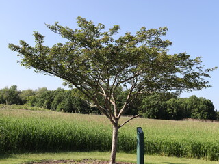 Wall Mural - Hiking at a nature preserve in Pleasant Prairie, WI