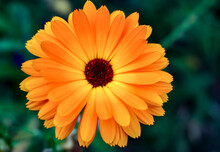 Vibrant Orange Flower Head Close Up. Gorgeous Vivid Colors Of Summer Flower With Orange Petals. 