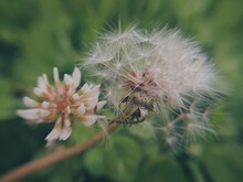 Seed Head Dandelion In The Garden With White Clover Close Up Photo. Nature Macro Scene. Summer Flora.