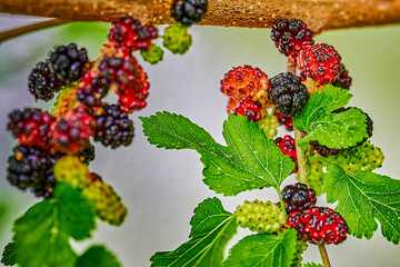 Wall Mural - Close up of mulberries (Morus nigra) hanging in clusters on a bush ready to be harvested.