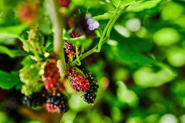 Wall Mural - Close up of mulberries (Morus nigra) hanging in clusters on a bush ready to be harvested.