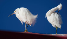 White Egrets At The Restaurant