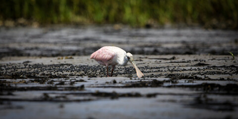 Wall Mural - Roseate Spoonbill