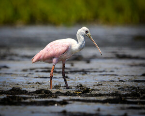 Wall Mural - Roseate Spoonbill