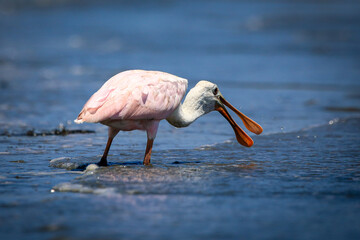 Wall Mural - Roseate Spoonbill