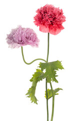 Wall Mural - poppy flower isolated