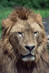 Close up portrait of a male lion with scar face