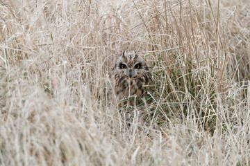 Poster - Short-eared owl sitting in the grass