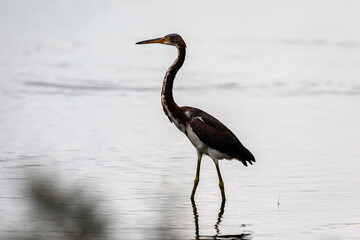 Sticker - great blue heron