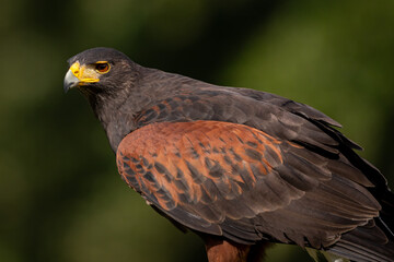 Wall Mural - Harris's Hawk