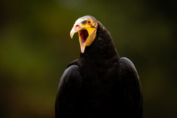 Wall Mural - Lesser Yellow-headed Vulture