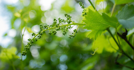 Green bunch of grapes. Caring for a grape bush