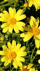 Wall Mural - Yellow flowering terminal indeterminate racemose radiate head inflorescences of Leptosyne Gigantea, Asteraceae, native perennial gynomonoecious deciduous shrub in the Santa Monica Mountains, Winter.