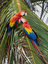 Two Scarlet Macaws In A Tree