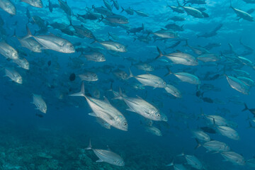 Fish swim at the Tubbataha Reefs Natural Park Philippines
