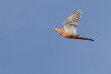 Mourning Dove In Flight In Early Morning Light