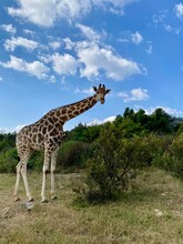 A Giraffe At The Lion And Safari Park, Broederstroom, South Africa 