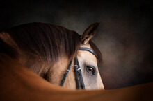 Portrait Of A Buckskin Horse Looking Over Its Back