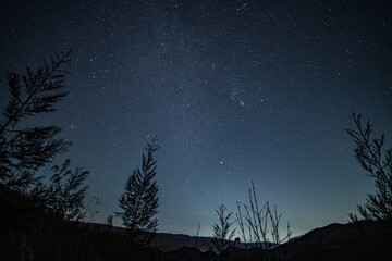 Wall Mural - night sky with trees