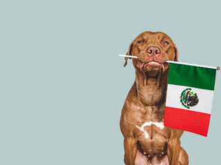 Lovable, pretty dog and Flag of Mexico. Closeup, indoors. Studio photo. Congratulations for family, loved ones, relatives, friends and colleagues. Pets care concept