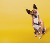 Fototapeta Kawa jest smaczna - Funny small dog with uncertainty face on yellow background