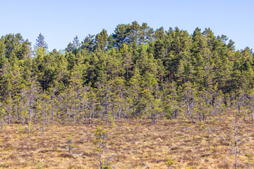 Wall Mural - Bog with pine trees a sunny summer day