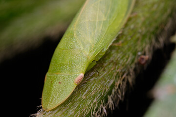 Wall Mural - tituria planata a member of flat-headed leafhoppers subfamily ledrinae