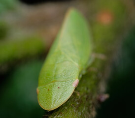 Wall Mural - tituria planata a member of flat-headed leafhoppers subfamily ledrinae