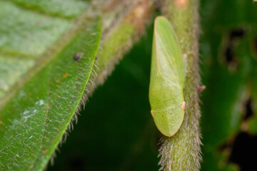 Wall Mural - tituria planata a member of flat-headed leafhoppers subfamily ledrinae