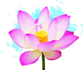 Wall Mural - Abstract of lotus flower with color splashed on white background.