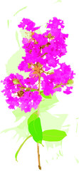 Poster - Abstract of Crape Myrtle Flowers on color splashed background. (Scientific name Lagerstroemia indica.)