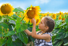 Beautiful Little Girl Enjoying Nature . Happy Smiling Female Kid Standing In Sunflowers Field.