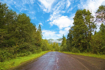 Wall Mural - The road passes through dense forest, pine forest and asphalt road, a path through the mountain forest on a sunny summer day. the road passes by beautiful green landscapes. Travel background