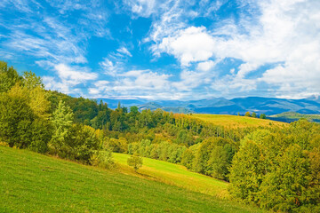 Wall Mural - Beautiful mountain landscape, with mountain peaks covered with forest and glade. Mountain background. Carpathian mountains, Ukraine