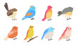 set of birds illustrations