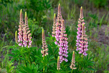 Lupins, Flower, Field, Nature, Meadow, Finland, Legumes, Inflorescence, Lupinus Multifolia, Road Flowers, Pink Flower, Summer