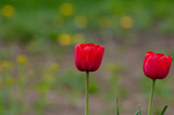 Fototapeta Tulipany - Tulips are bright red, delightful flowers in the garden. Photos on a sunny summer day.