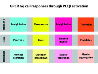 Table of PLC beta mediated cell response - GPCR Gq signalling. Hormone mediated pancreas, liver, smooth muscle and plateletes response.