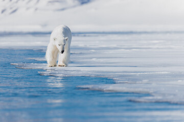 Wall Mural - shot in svalbard may 2022