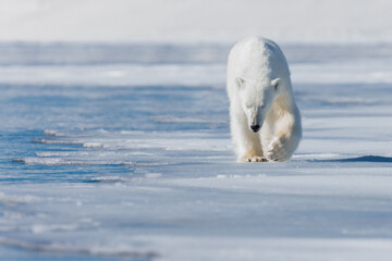 Wall Mural - shot in svalbard may 2022