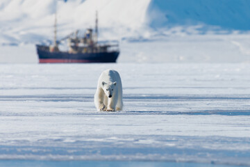 Wall Mural - shot in svalbard may 2022