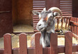 Goat portret in zoological garden of Kyiv, Ukraine