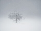 Fototapeta Dmuchawce - Soft focus. White haze. Minimalistic background with a snow-covered lonely tree on a mountain slope. Magical bizarre silhouette of tree are plastered with snow. Arctic harsh nature. Copy space.