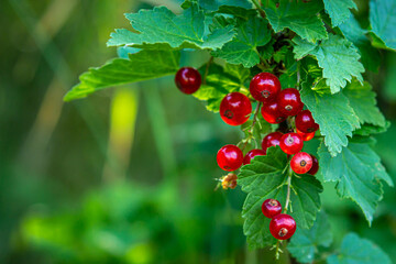 Sticker - Red currant on a bush. Ripe and fresh berries. edible berries