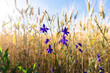 field flowers in a wheat field