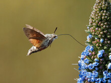 Hummingbird Hawk Moth - Taubenschwänzchen
(The Hummingbird Hawk Moth Is Not A Hummingbird. - Der Kolibri-Hawk-Moth Ist Kein Kolibri.)