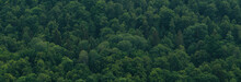 The Tops Of The Trees From Above. Banner With A View Of The Green Forest, Tree Background