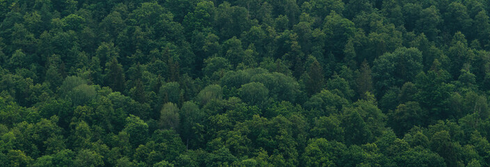 The tops of the trees from above. Banner with a view of the green forest, tree background
