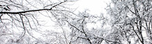 Christmas And New Year. Panorama With Interlacing Tree Branches